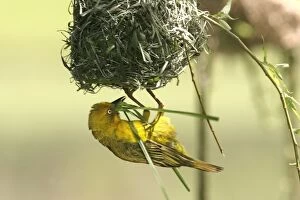 Images Dated 27th October 2003: Cape Weaver - nest building Cape province. South africa