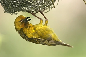Images Dated 28th October 2003: Cape Weaver - nest building Cape province. South africa