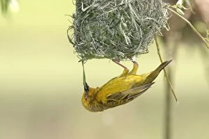 Cape Weaver - nest building. Upside down, constructing nest