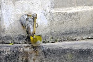 Cape White-eye - Drinking water from garden tap