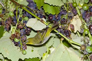 Cape White-eye feeding on grapes. Inhabits forests, savanna, woodland, exotic plantations and suburban gardens. Endemic to southern Africa. Grahamstown, Eastern Cape, South Africa
