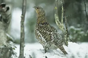 Capercaillies Prints: Capercaille - Female in Snow Finland BI006847