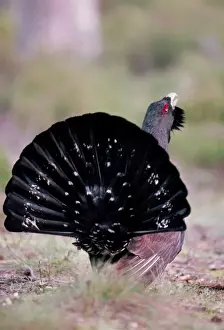Capercaillie