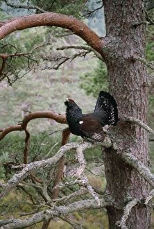 Images Dated 20th February 2007: Capercaillie