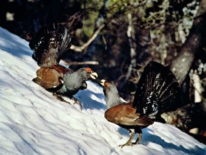 Images Dated 28th September 2007: Capercaillie