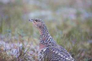 Grouse Gallery: Capercaillie - adult hen - Dalarna, Sweden