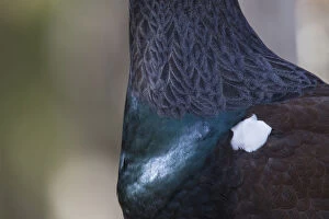 Grouse Gallery: Capercaillie - detail of breast - Dalarna, Sweden