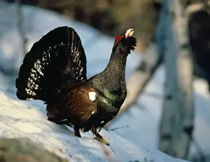 Capercaillie - calling