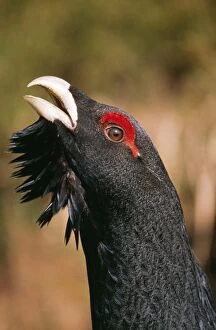 CAPERCAILLIE - close-up of head, male displaying
