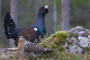 Capercaillie cock courting hen