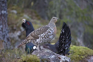 Capercaillie - cock courting hen - Dalarna, Sweden
