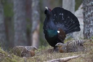 Capercaillie cock courting hens