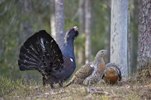 Grouse Gallery: Capercaillie - cock courting hens - Dalarna, Sweden
