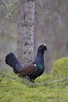 Capercaillie cock displaying