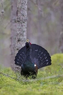 Images Dated 22nd April 2014: Capercaillie cock displaying
