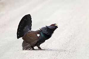 Images Dated 26th April 2014: Capercaillie cock displaying