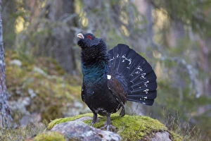 Grouse Gallery: Capercaillie - cock displaying - Dalarna, Sweden