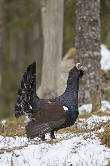 Grouse Gallery: Capercaillie - cock displaying in snow - Dalarna, Sweden