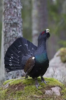 Capercaillie displaying cock in forest