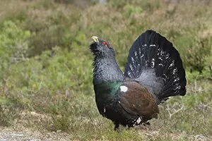 Images Dated 10th February 2012: Capercaillie - displaying and defending territory - Male - February