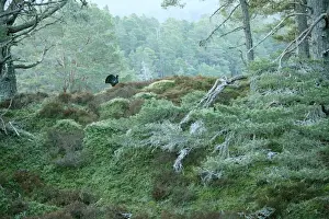 Capercaillies Prints: Capercaillie Displaying early morning in old Caledonian pine forest. Scotland UK