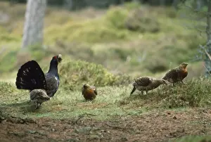 Capercaillies Prints: Capercaillie - displaying to females