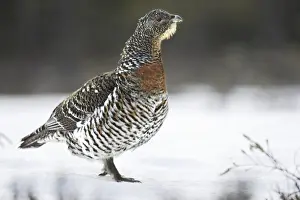 Capercaillies Prints: Capercaillie - female in snow. Kuhmo - Finland