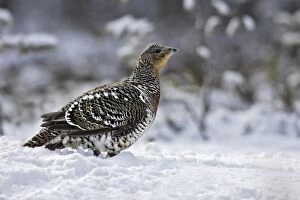 Images Dated 4th May 2007: Capercaillie - female in snow. Kuhmo - Finland