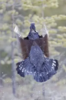 Taking Off Prints: Capercaillie - in flight - taking off. Kuhmo - Finland