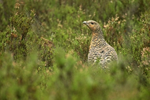 Images Dated 29th September 2005: Capercaillie hen sitting in heather population with cobweb in autumn Dalaerna region, Sweden