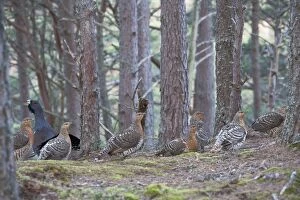Capercaillie - & Hens displaying on lek in old Caledonian pine forest