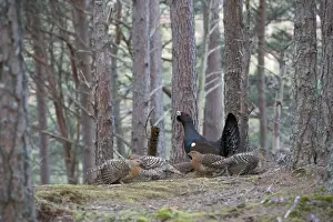 Capercaillie & Hens Displaying On Lek in old Caledonian pine forest. Scotland UK