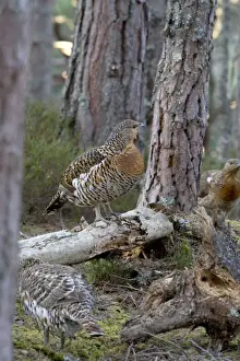 Capercaillie Hens in old Caledonian pine Forest, Scotland UK