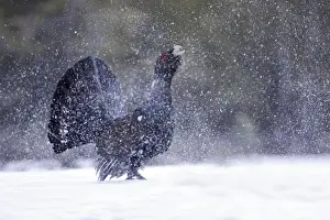 Capercaillies Prints: Capercaillie - male displaying creating snow flurry. Kuhmo - Finland