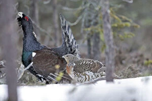 Displaying Collection: Capercaillie - male displaying to female in snow - courtship. Kuhmo - Finland