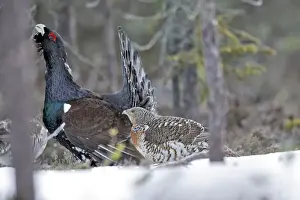 Scandinavia Prints: Capercaillie - male displaying to female in snow - courtship. Kuhmo - Finland