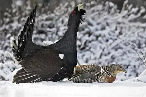 Capercaillie - male displaying to female in snow - courtship. Kuhmo - Finland