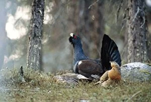 CAPERCAILLIE - male displaying to two females