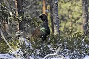 Capercaillies Prints: Capercaillie - male displaying. Kuhmo - Finland