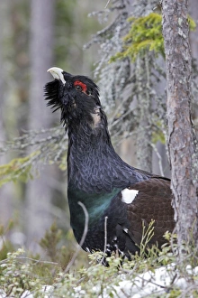 Images Dated 1st May 2007: Capercaillie - male displaying. Kuhmo - Finland