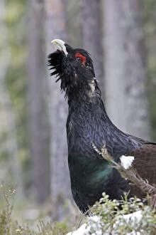 Images Dated 1st May 2007: Capercaillie - male displaying. Kuhmo - Finland