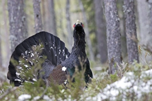 Images Dated 1st May 2007: Capercaillie - male displaying. Kuhmo - Finland