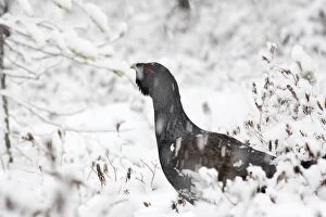 Images Dated 2nd May 2007: Capercaillie - male displaying. Kuhmo - Finland