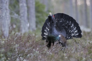 Images Dated 1st May 2007: Capercaillie - male displaying. Kuhmo - Finland