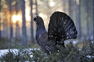 Images Dated 1st May 2007: Capercaillie - male displaying. Kuhmo - Finland