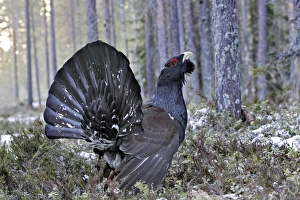 Images Dated 1st May 2007: Capercaillie - male displaying. Kuhmo - Finland