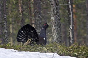 Images Dated 26th April 2007: Capercaillie - male displaying. Kuhmo - Finland
