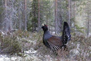 Images Dated 1st May 2007: Capercaillie - male displaying. Kuhmo - Finland