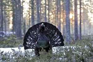 Images Dated 1st May 2007: Capercaillie - male displaying. Kuhmo - Finland