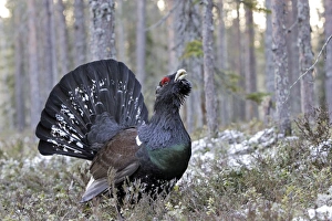 Images Dated 1st May 2007: Capercaillie - male displaying. Kuhmo - Finland